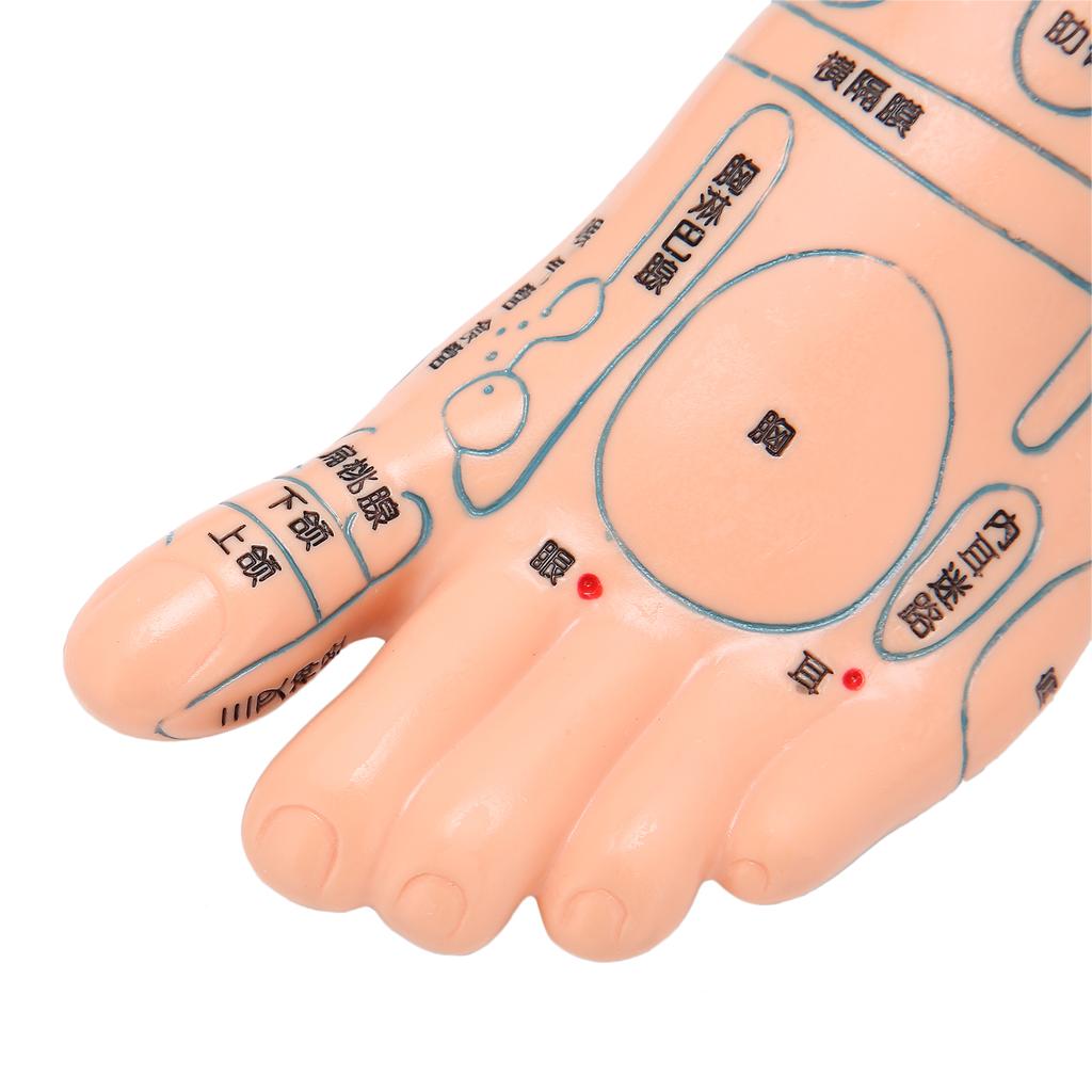 2 Stück 19cm / 7.5in Füße Akupunkturpunkt Modell Akupunktur Lehrmittel Zubehör Fußmodell