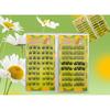 Lactacia - Natural Wispy Cluster Glue-Free False Eyelashes