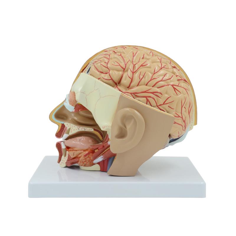 4-Part Mid-Sagittal Head Model with Cerebral Arteries