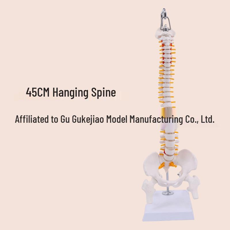 45CM Colorful Human Spine Model: Includes Vertebral Column, Pelvis, Femur, Coccyx, Lumbar, and Cervical Vertebrae for Chiropractic Use.