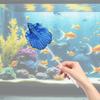 Betta Fish for Training, Ideal Beginners. Portable, , And Decorating Aquariums.