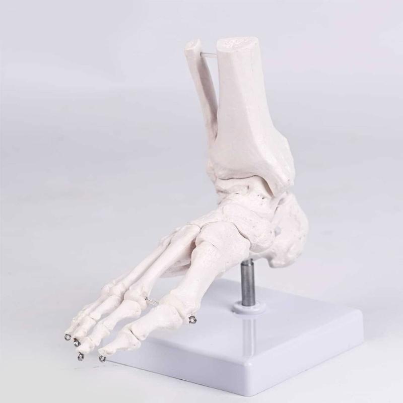 PVC Human Foot Skeleton Model For Anatomy Teaching Learning With Accurate Bone Structure Representation In Classrooms