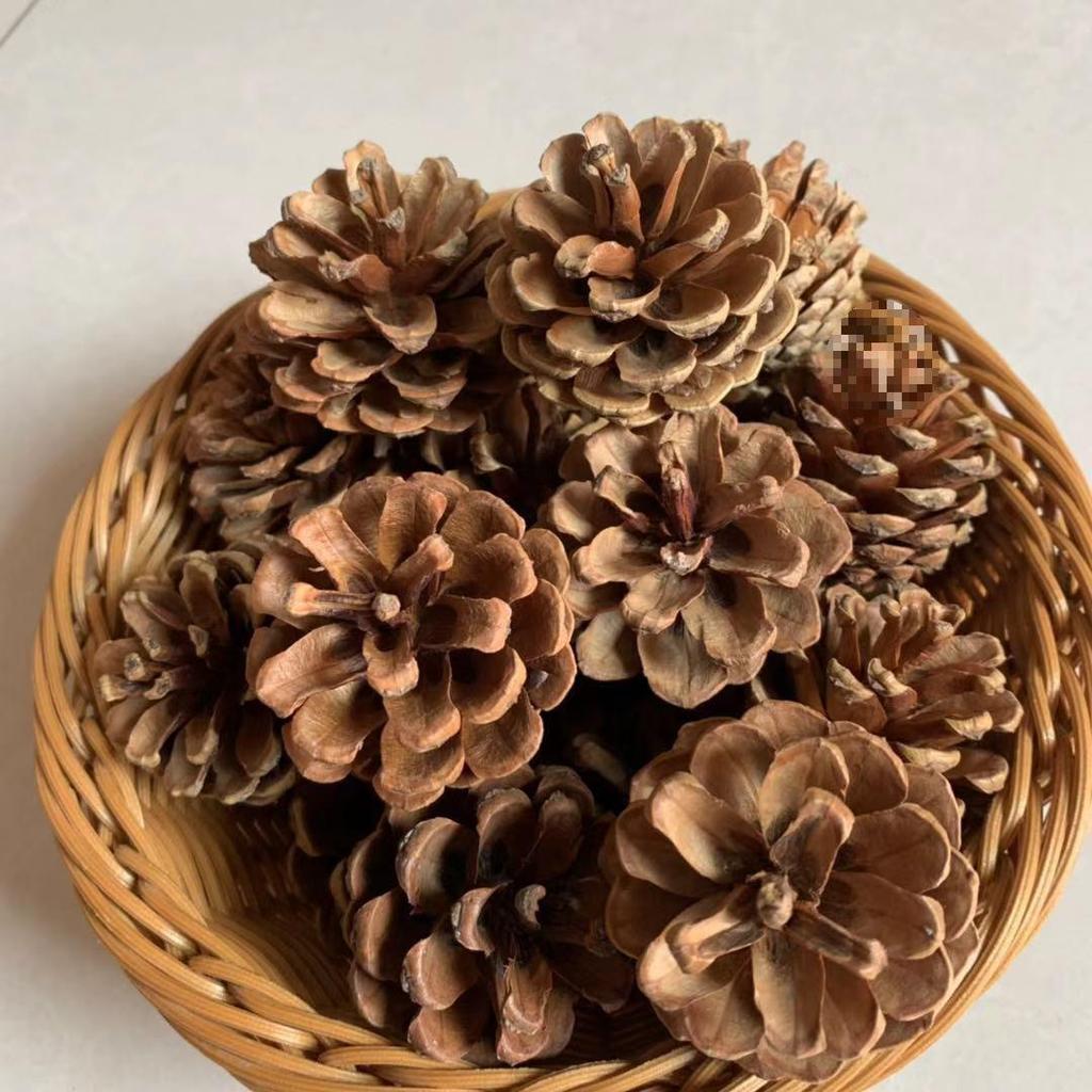 Christmas Pine Cones & Dried Flowers Pack - Eucalyptus, Pine Wood, Cotton, Handmade Photography Props