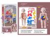DIY Human Organ Educational Model for Kids