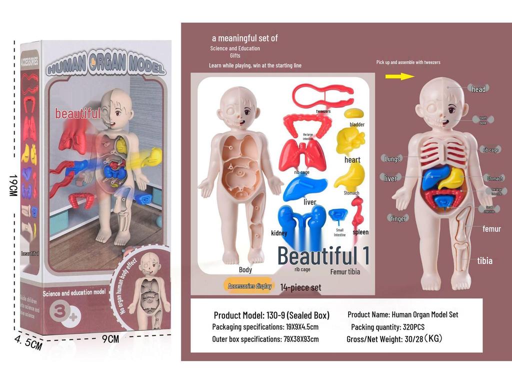DIY Human Organ Educational Model for Kids