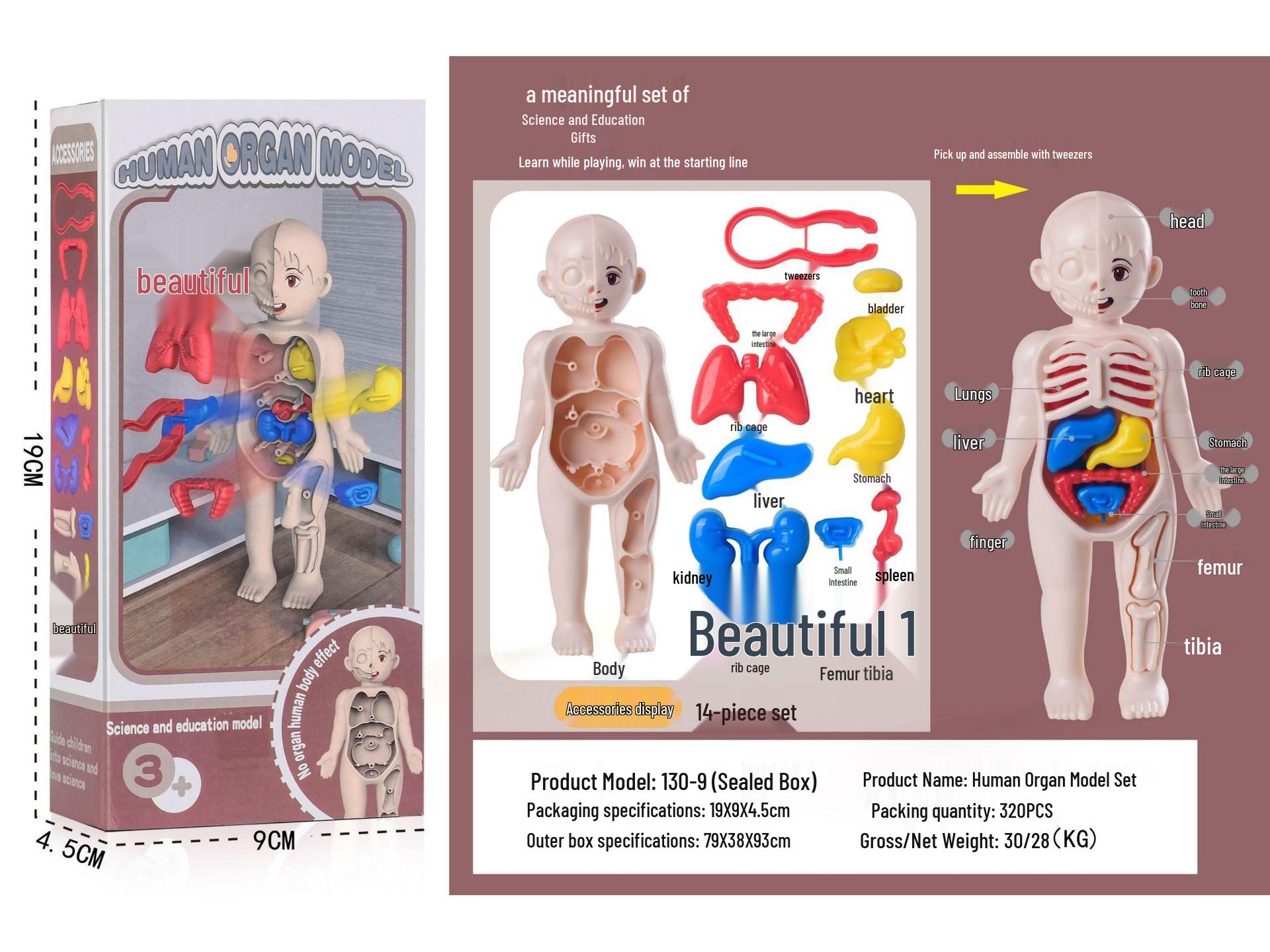 

DIY Human Organ Educational Model for Kids