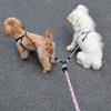 Pet Double Leash Traction Rope for Dogs, No-tangle Leashes for 2 Dogs, Convenient and Durable