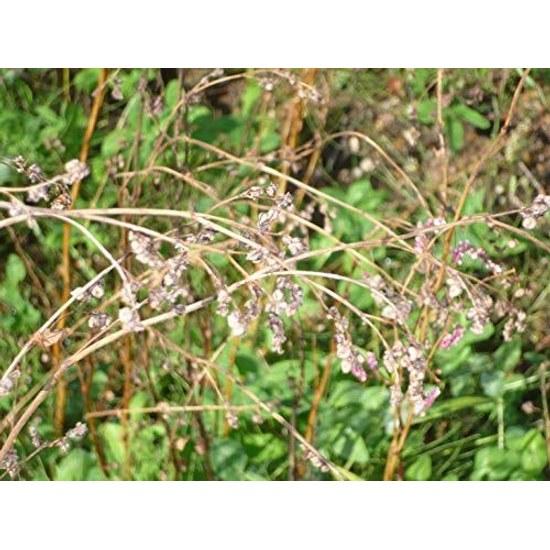 Tenpodo Dattan Soba Tea Domestic (Aomori Prefecture Buckwheat Hokkai T8 Variety 150g2 Bag Set)