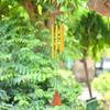 Wind Chimes for Home, Balcony, and Living Room – Home Décor Gift Items | Hanging Decoration and Showpieces for Positive Energy,