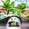 Professional Rock Wool Block Set for Hydroponic Farming and Gardening Applications