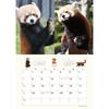 TRY-X Red Panda Striped Tail 2027 Wall Calendar 42x30cm 27CL-386