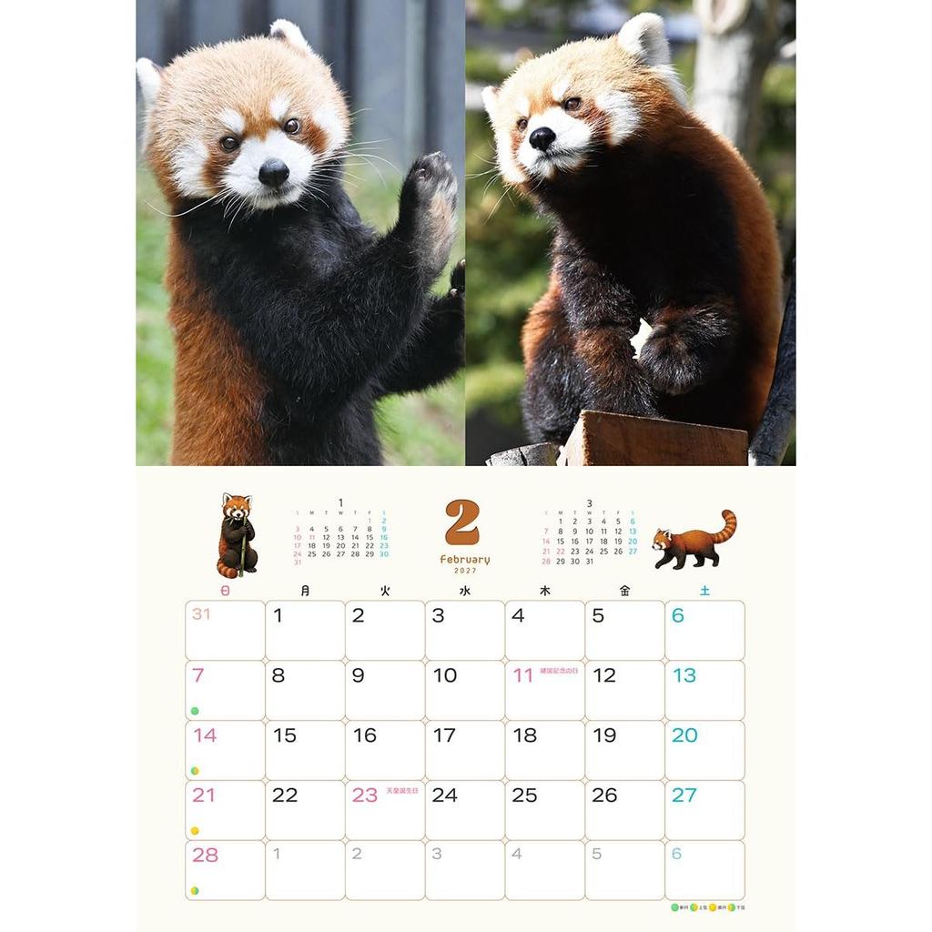 TRY-X Red Panda Striped Tail 2027 Wall Calendar 42x30cm 27CL-386