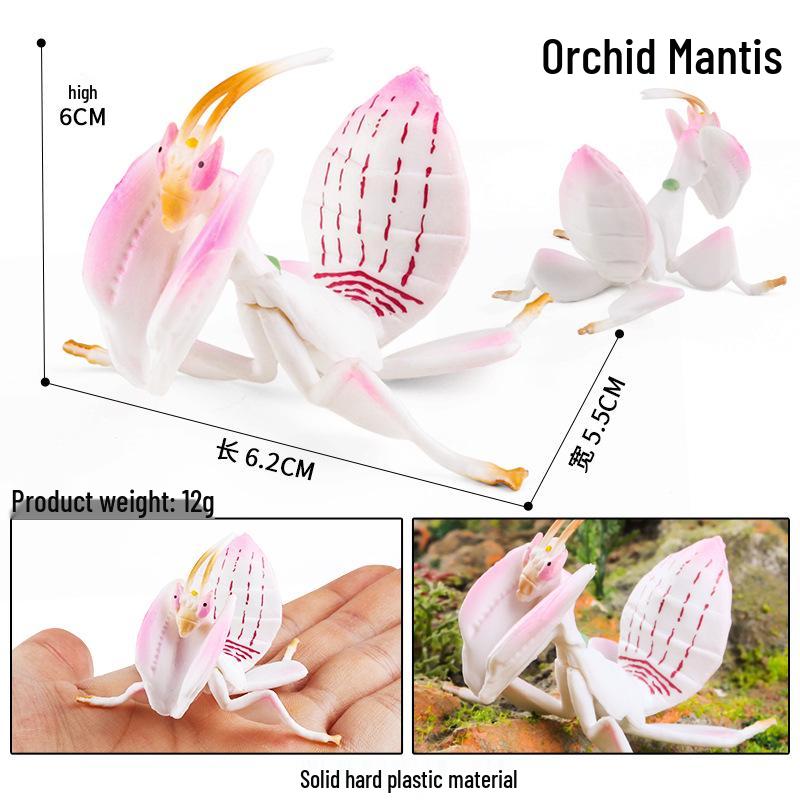 Children s Cognitive Science Insect Toys: Water Strider & Beetle Models