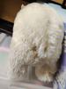 [USED] steiff×fulda yukon quest polar bear teddy bear