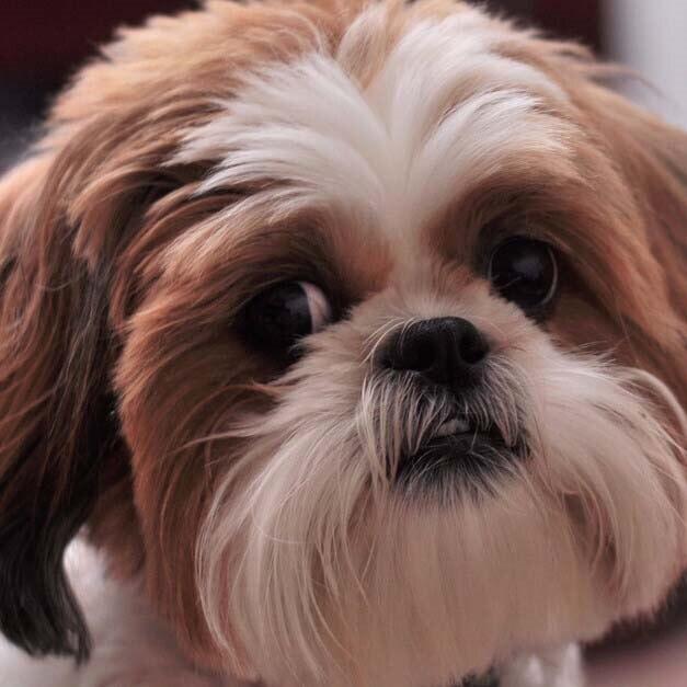 50X50CM 5D DIY Diamond Painting Portrait Girl Dance Full Square Round Mosaic Diamond Rhinestone Picture Woman Home Decor