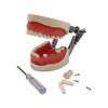 Child Dental Model 28/32 Teeth Model Soft Gum Resin Typodont DP Jaw for Dentist Practice Teaching Studying Demonstration Tools