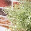2 Pcs Artificial Green Grass Stems Realistic Fake Greenery Branch for DIY Vase Floral Arrangement Wedding Party Home Dining Table Centerpiece