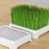 Anti-Pull Out Cat Grass Planter Self-planted Tray Wheat Seedling Pot Growth Planter  Indoor Growing
