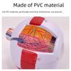 High-End Professional Human Eye Anatomical Model for Ophthalmology