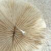 GROTTO NECKLACE 07