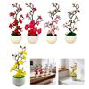 No Watering Required Plum Blossom Bonsai No Sunlight Needed