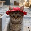 Cartoon Print Cat Bucket Hat Adjustable Pet Sun Cap Cute Dog Fisherman Hat  Small Dogs Cats