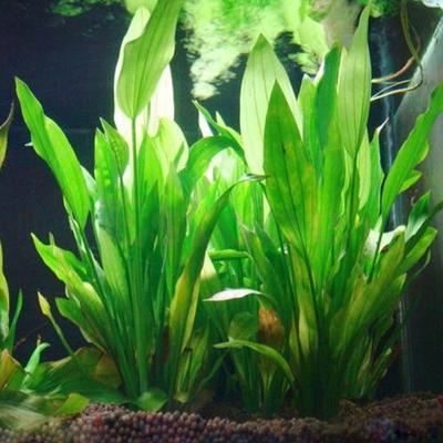 Plastic Manmade Water Plant Grass Green 15Cm Height For Aquarium