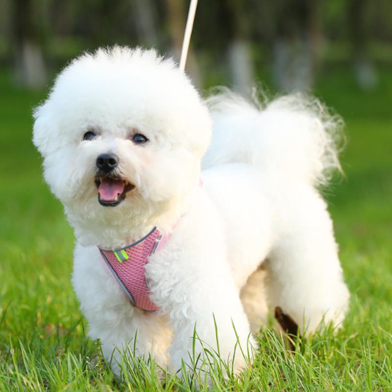 Pet Chest Strap Vest Type Breathable Dog Cat Leash Reflective Walking Dog Rope Pet Supplies