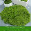 Deko & Wohnaccessoires – Dekorative Terrarien