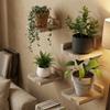 4 Stück Holz Wandmontierte Regale Einfache Pflanzen Blumentopf Tabletts Langlebige Blumenständer für die Küche