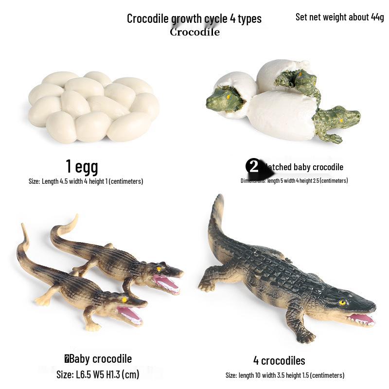Mini Animal Growth Cycle Toys: Butterfly, Rooster, Ant, Frog, Sea Turtle, Dragonfly