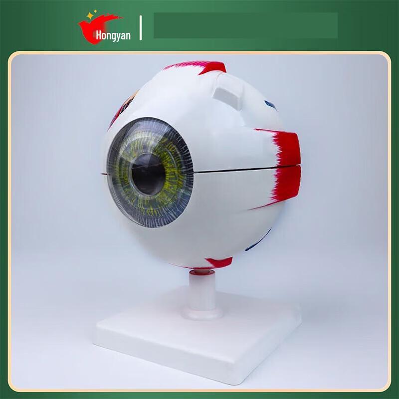 Hongyan 6X Professional Detachable Human Eyeball Anatomy Model