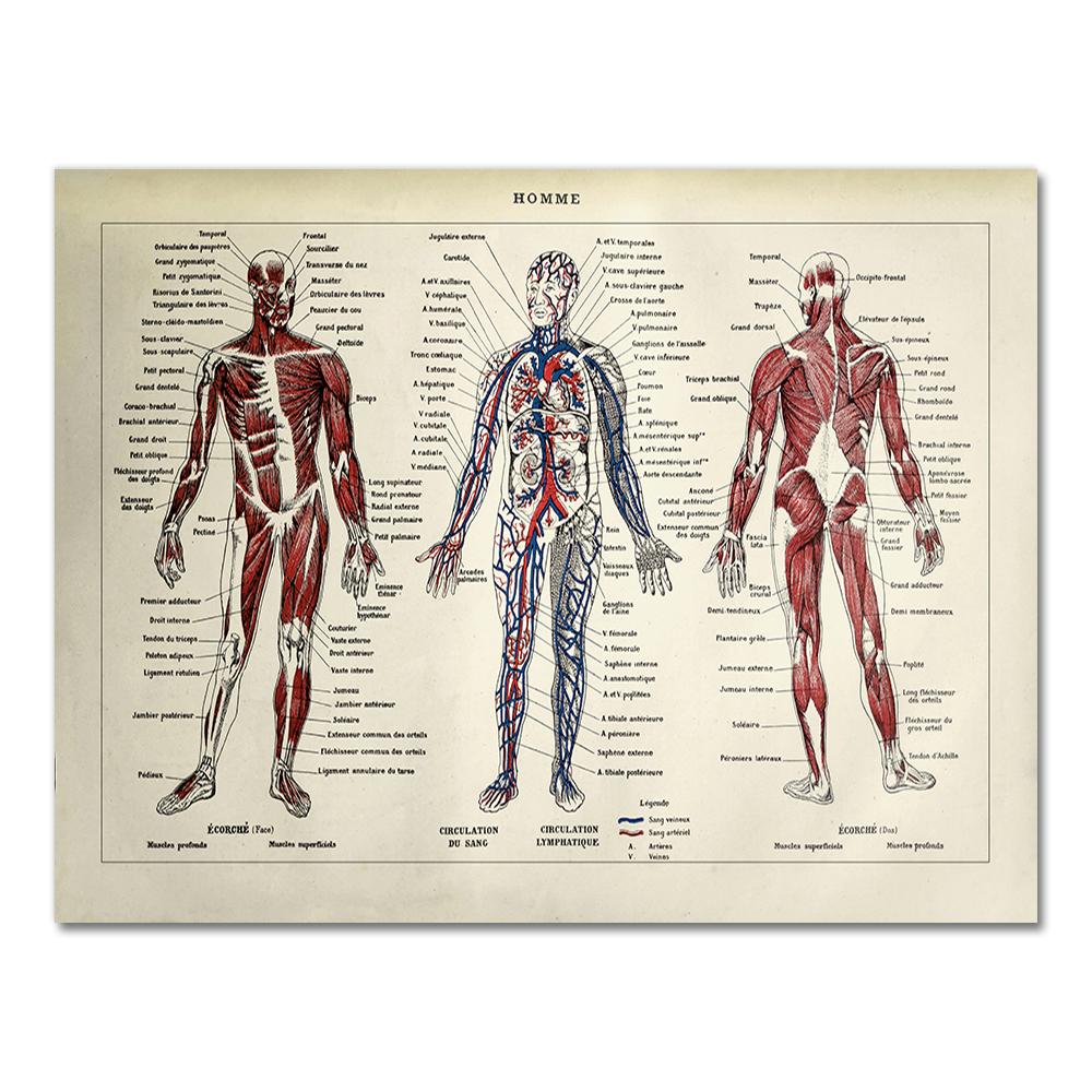 Human Anatomy Wall Art Hospital Vintage Posters and Prints Doctor Office Decoration Skeleton Anatomical Skull Canvas Painting