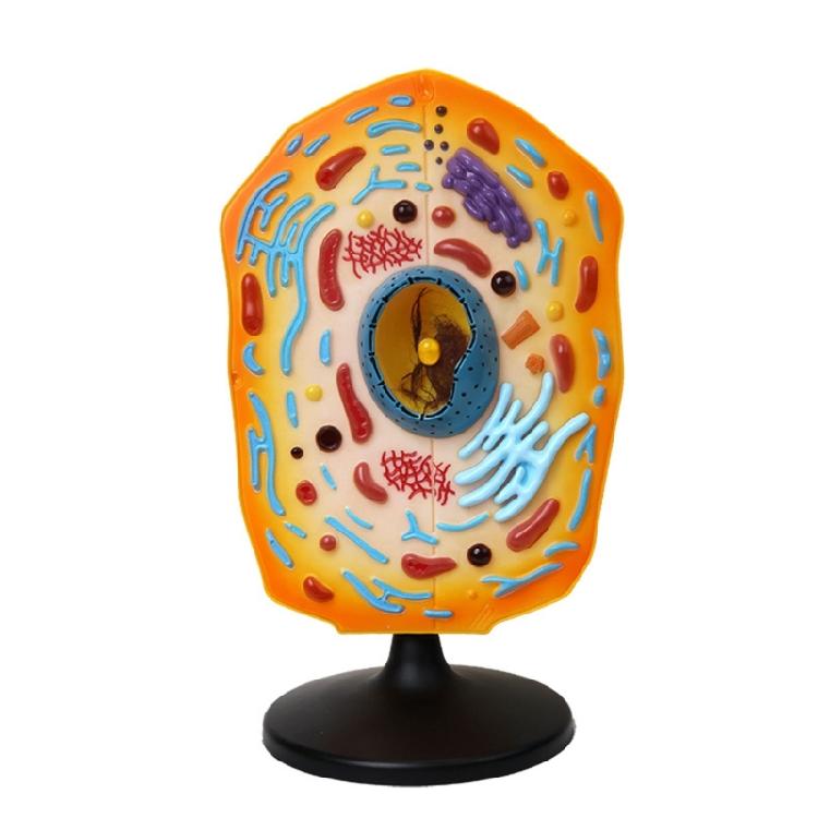 

Anatomical Animal Cell Anatomy Model With Removable Parts Biology Classrooms Teaching Aid For Science Labs 1