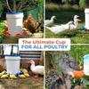 5Pcs Automatic Drinking Bowl Chicken Drinker Hanging Water Cup For Backyard Poultry