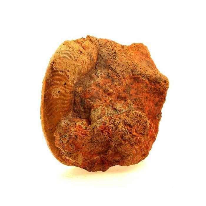 Pierres et Minéraux. Fossile Pseudogrammoceras Fallaciosum. 3766.0 ct. (10 cm) Belmont-d'Azergues, Rhône, France.