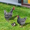 3pcs Chicken Home Decor Realistic Garden Sculpture Yard Art Rustic Outdoor Decor