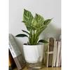 Lazy Hydroponic Flower Pot Automatic Water-Absorbing Flowerpot Transparent Double Layer Plastic Self Watering Planter Office