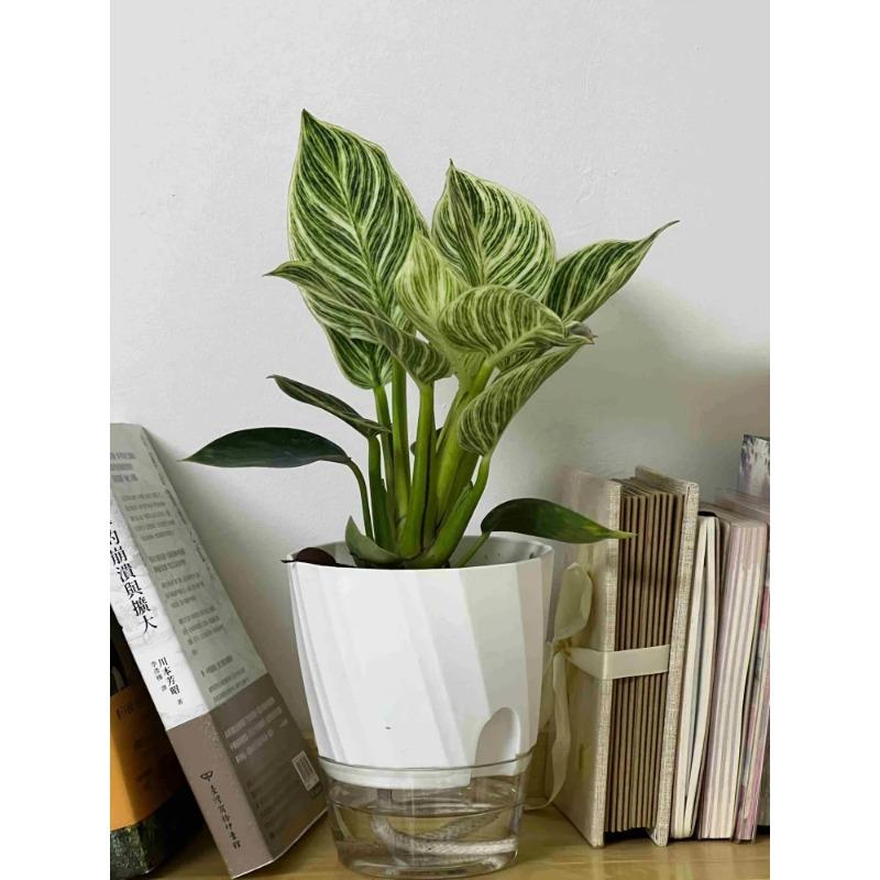 Lazy Hydroponic Flower Pot Automatic Water-Absorbing Flowerpot Transparent Double Layer Plastic Self Watering Planter Office