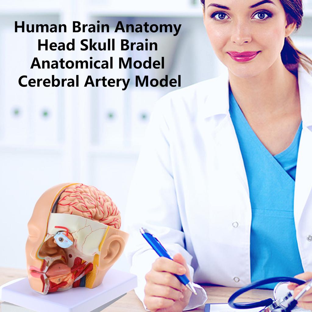 Modello di Anatomia del Cervello Umano, Modello di Arteria Cerebrale, Modello Anatomico del Cervello della Testa