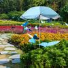 Umbrella for Plant Protection In Outdoor