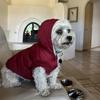 New Autumn/Winter Waterproof Dog Ski Jacket - Two-Legged Cotton Vest