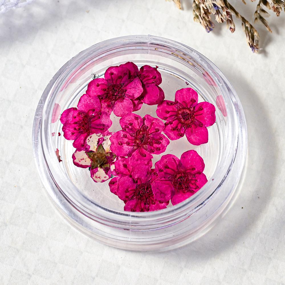 10PCS/Box Small Daffodil Dried Flower for Nail Art Decorations Natural Real Pressed Flower Making up Phone Case Mold Making