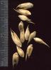 20 Semena BAMBUSU " DENDROCALAMUS STRICTUS-ČERSTVÁ SEMENA