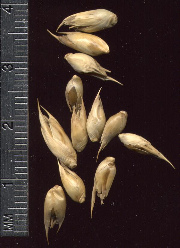 20 Semena BAMBUSU " DENDROCALAMUS STRICTUS-ČERSTVÁ SEMENA