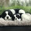 TASINO Dog Plush Toy Figurine 26 X 18 Cm Realistic Cute Lifelike Collie Parent and (Border Child)