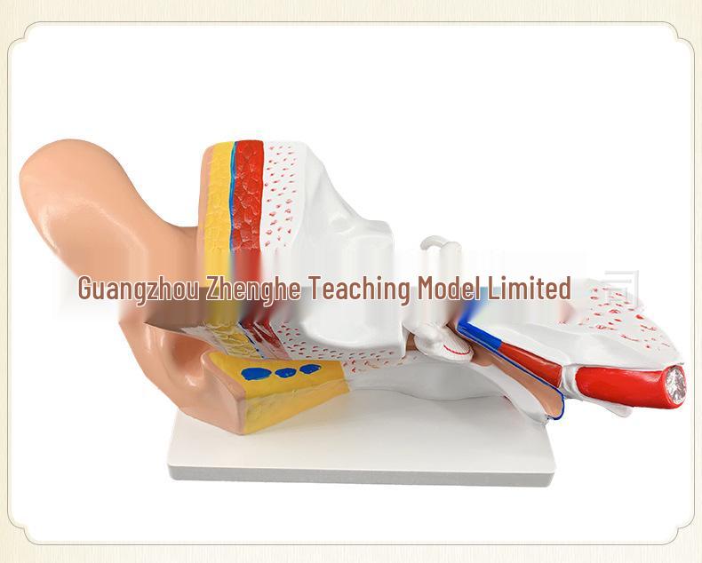 Set of 2 Large Human Ear Anatomical Models with 3x Magnification