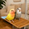 Imitation Vine Parrot Platform Wear Resistant Bird Jumping Platform  Behavior Training