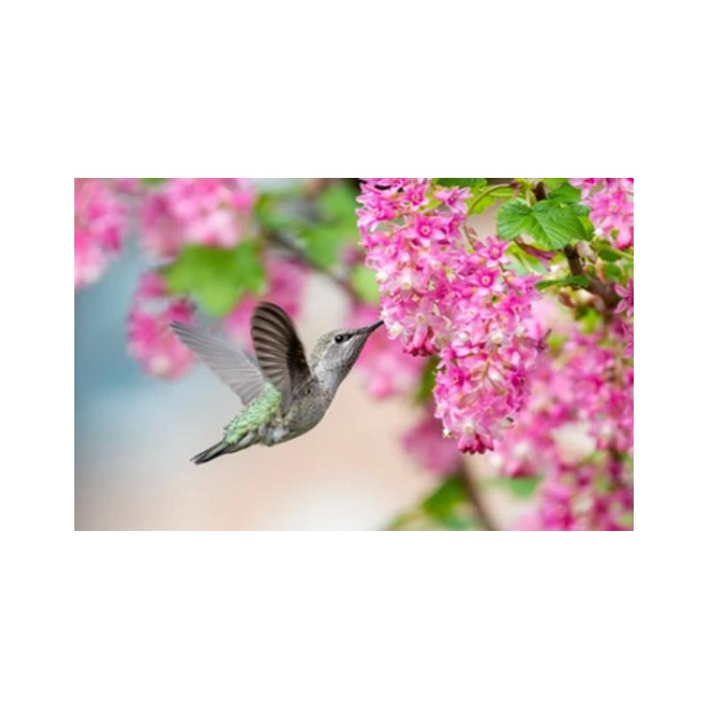 Posters and Prints with Hummingbird, Canvas Painting, Birds, Animals, Cuadros, Wall Art Paintings for the Living Room, Modern Home Decor,