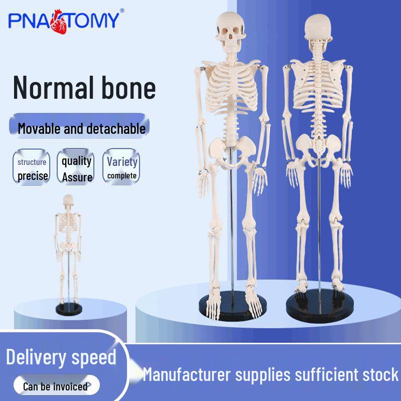 85cm Human Skeleton Model for Orthopedic, Gym, Yoga, Display, and Sketching 85cm